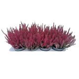 JESENSKA VRESA CALLUNA VULGARIS L11 CM