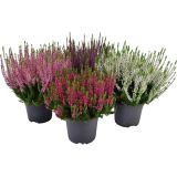 JESENSKA VRESA CALLUNA VULGARIS L11 CM