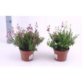 JESENSKA VRESA DABOECIJA L13