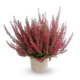 JESENSKA VRESA GARDEN GIRLS RDEČA L12 CM