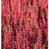 JESENSKA VRESA GARDEN GIRLS RDEČA L12 CM