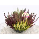 JESENSKA VRESA HIGH FIVE L23