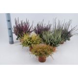 JESENSKA VRESA MIX GARDEN GIRLS L11