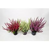 JESENSKA VRESA MIX GARDEN GIRLS L11