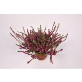 RESA JESENSKA VRESA MIX L10