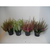 JESENSKA VRESA MIX L12