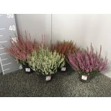 JESENSKA VRESA MIX L13