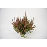 JESENSKA VRESA MIX L13