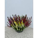 JESENSKA VRESA QUATRO V SKLEDI L23 CM