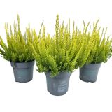 JESENSKA VRESA BEAUTY LADIES L10.5 CM