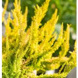 JESENSKA VRESA BEAUTY LADIES L10.5 CM