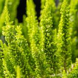 JESENSKA VRESA SKYLINE BARCELONA L10.5 CM