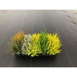 JESENSKA VRESA SUNSET MIX L11