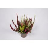 JESENSKA VRESA TRIO GARDEN GIRLSL10.5