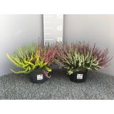 JESENSKA VRESA TRIO L17