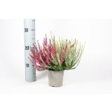 JESENSKA VRESA TWIN GARDEN GIRLS L11