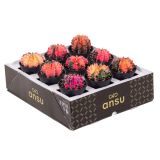 KAKTUS GYMNOCALYCIUM VARIEGATED L7.5 CM