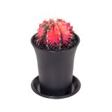 KAKTUS GYMNOCALYCIUM VARIEGATED L7.5 CM