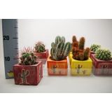 KAKTUS MIX OKR. LONEC L10