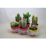 KAKTUS MIX OKR. LONEC L12