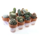 KAKTUS MIX V OKR. LONCU L10