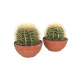 KAKTUS TAŠČIN SEDEŽ V GLINENEM LONCU L20