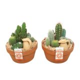 KAKTUS TERAKOTA LONČEK L20 CM