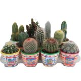 KAKTUS V OKRASNEM LONČKU MEHIKA