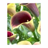 POLETI CVETOČA ČEBULICA HOLLAND BULB MARKET KALA CAPTAIN CHELSEA