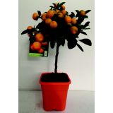 KALAMONDIN KALAMONDIN L20