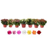 KALANHOJA DVOJEN CVET MIX L10.5 CM