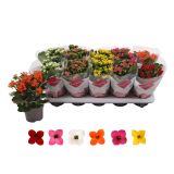 KALANHOJA ENOJEN CVET MIX L10.5 CM