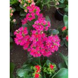 KALANHOJA ENOJEN CVET MIX L10.5 CM