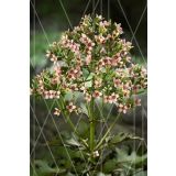 KALANHOJA FEMININE PINK L14