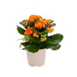 KALANHOJA ORANŽNA L11