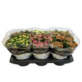 KALANHOJA ROYALE DON MIX L15