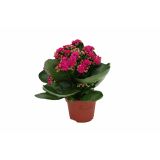 KALANHOJA ROYALE DON MIX L15