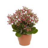 KALANHOJA ROZA L12 VIŠ 22CM