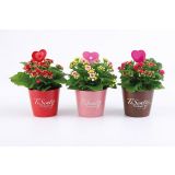 KALANHOJA S SRČKOM L12 CM