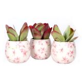 KALANHOJA THRYSIFLORA L12