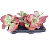 KALANHOJA THRYSIFLORA L17