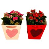 KALANHOJA V DARILNI VREČKI L13 CM