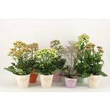 KALANHOJA VERANDA MIX L14