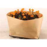 KALATEJA TASSMANIA L14