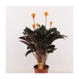 KALATEJA TASSMANIA L14