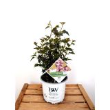 CVETOČA GRMOVNICA KALINOLISTNI POKALEC TINY WINE L19