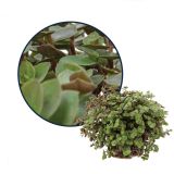 SOBNA ZELENA RASTLINA KALISA TURTLE L10.5