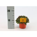 SOBNA ZELENA RASTLINA KALISA TURTLE L10.5