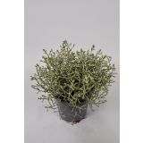 SEZONSKA RASTLINA KALOCEFALUS CALOCEPHALUS BROWNII