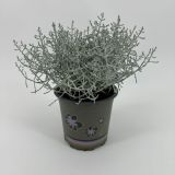 KALOCEFALUS L10.5 CM